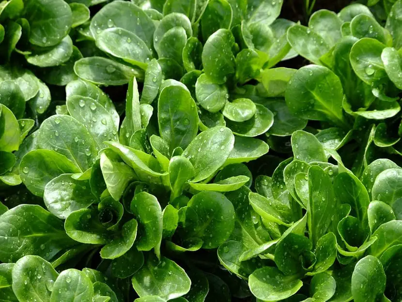 How to grow lamb’s lettuce, properties and benefits