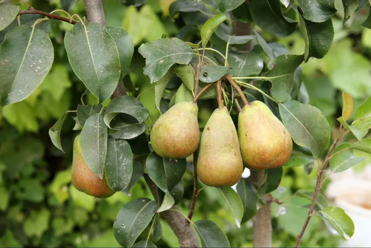 Ercolina pear: A small fruit but great flavor