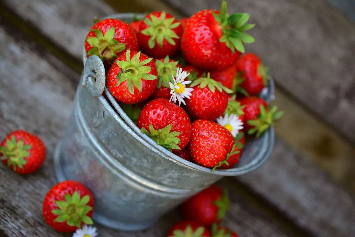 Planting strawberries in tubes: how it is done, ways and advantages and disadvantages