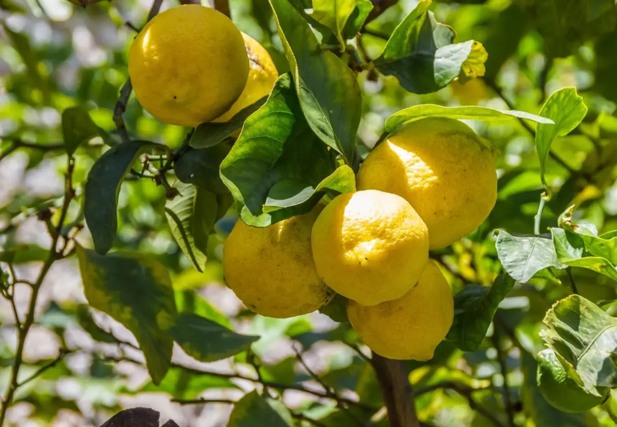 How to maintain a dwarf lemon tree?