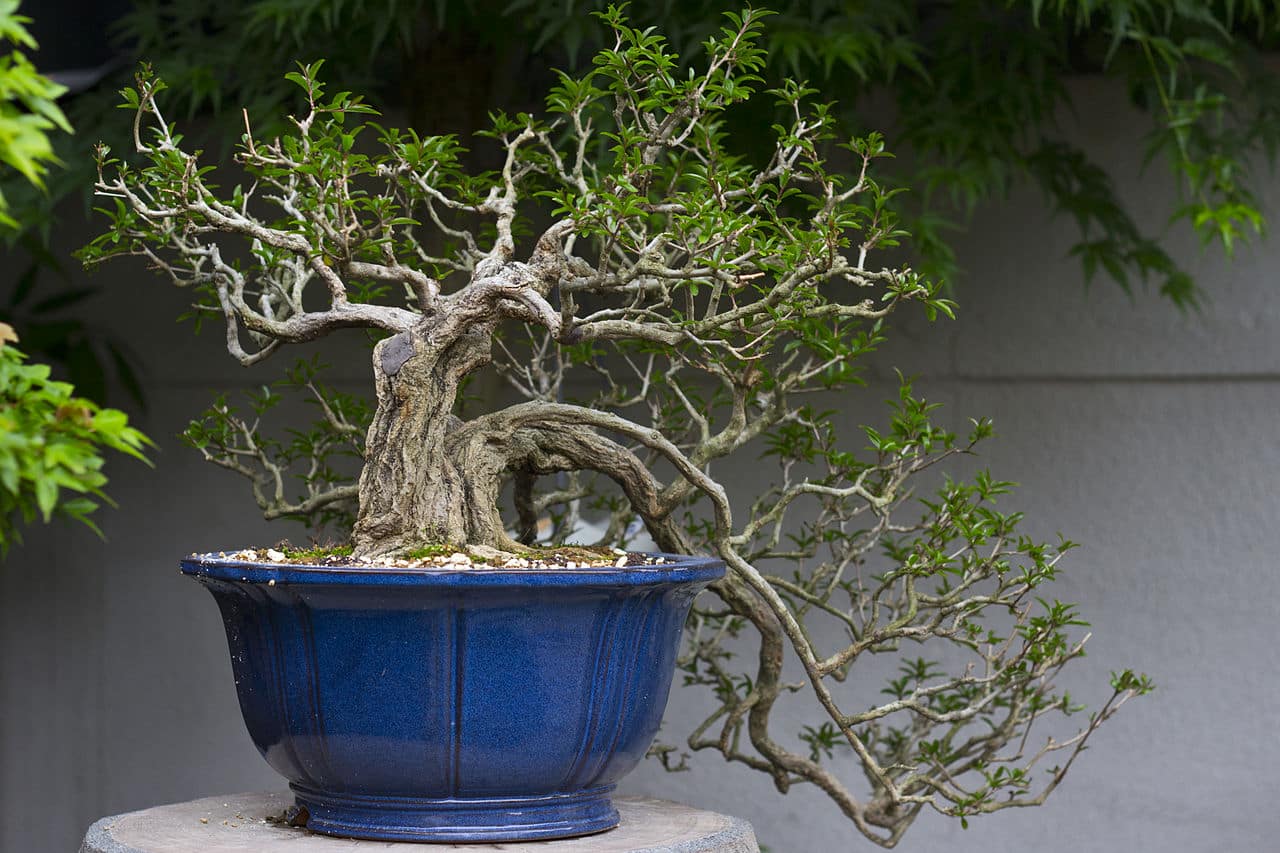 Why do bonsai leaves drop?