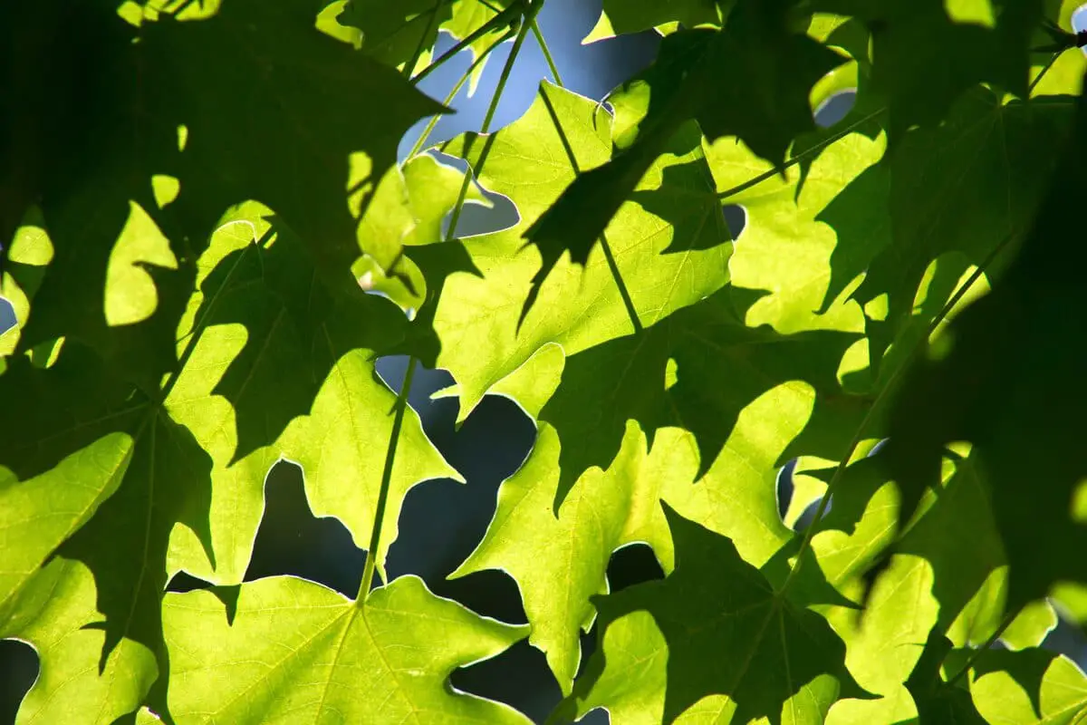 What is photosynthesis? | Gardening On