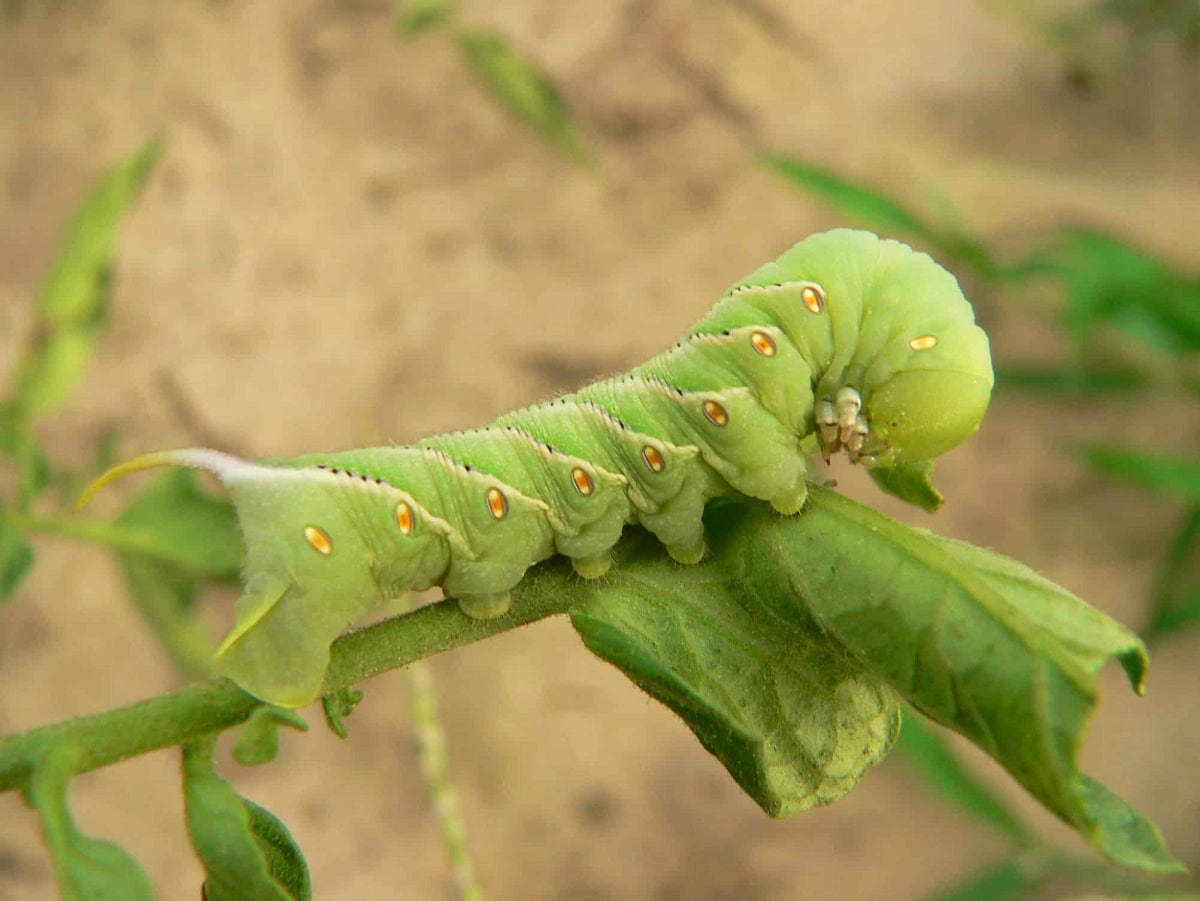 How to eliminate green worms in plants: the best tricks