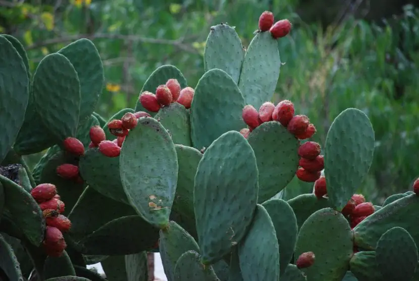 Characteristics of the Opuntia dillenii cactus