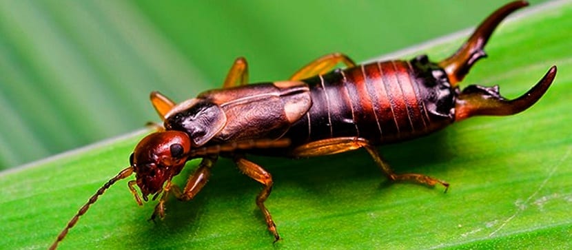 Earwig plague: biological cycle, how to find and kill them