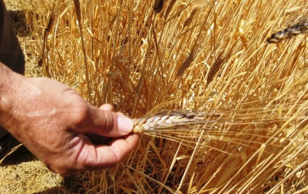 Wheat varieties: characteristics, categories and classification