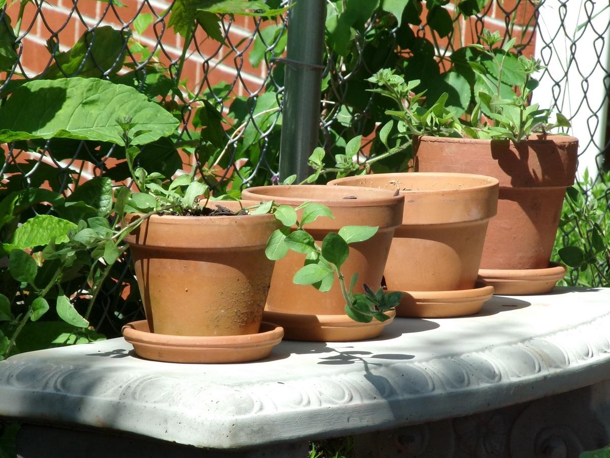 How to choose the clay pots? – Gardening On