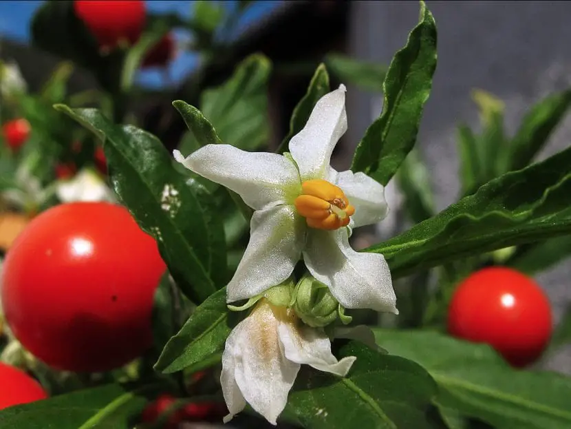 All about the Solanum, one of the most extensive plant genera