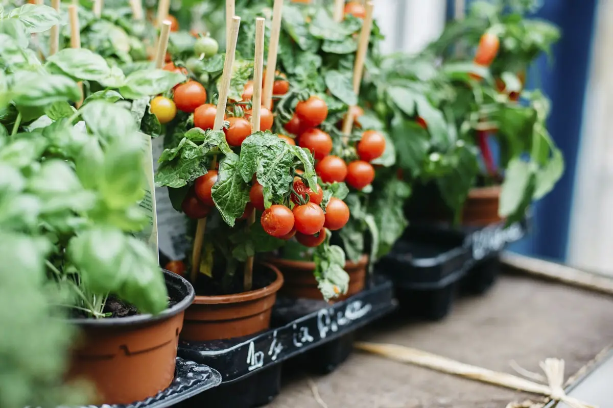 How often to water potted tomatoes: advice and care