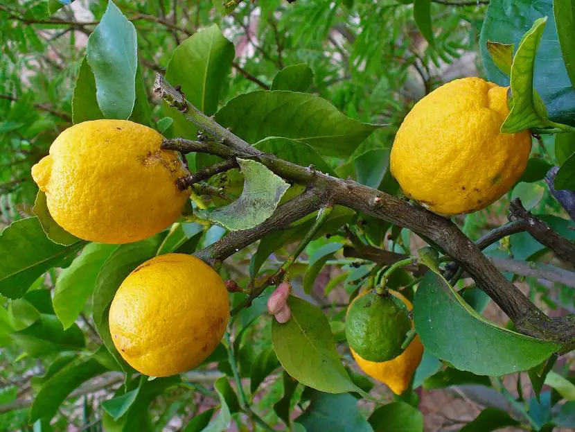 Tips for Splendid Potted Fruit Trees