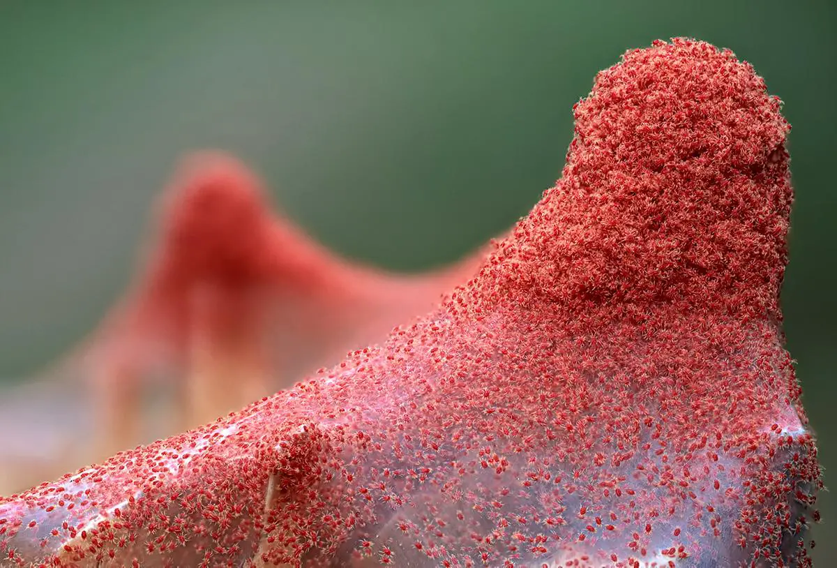 How to combat spider mites on plants