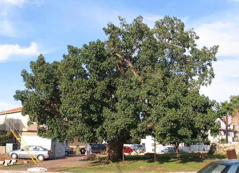 Characteristics and cultivation of the sycamore (Ficus sycomorus)