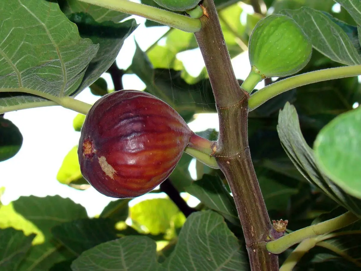 Main varieties of fig trees