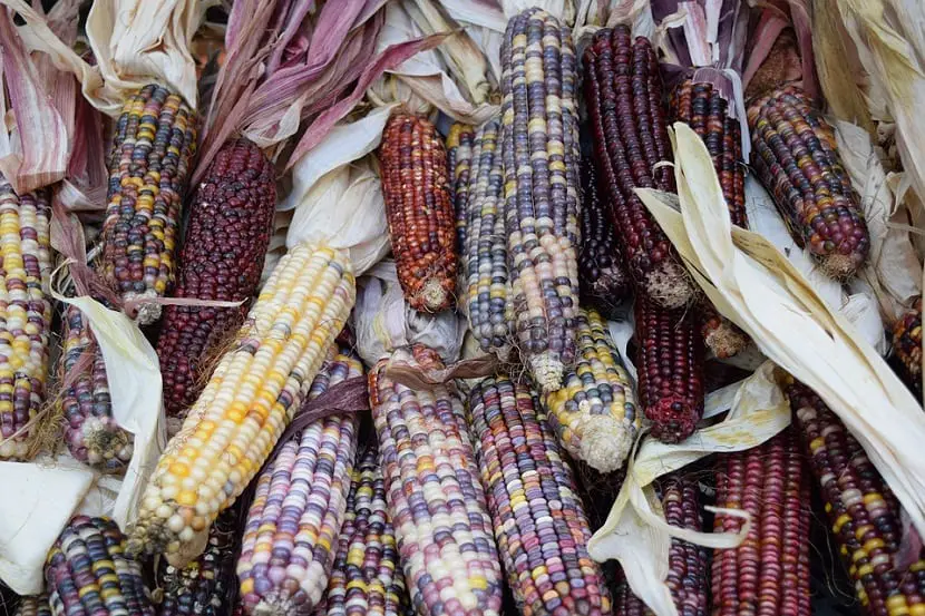 Did you know that there was a corn of different colors? Discover it here!