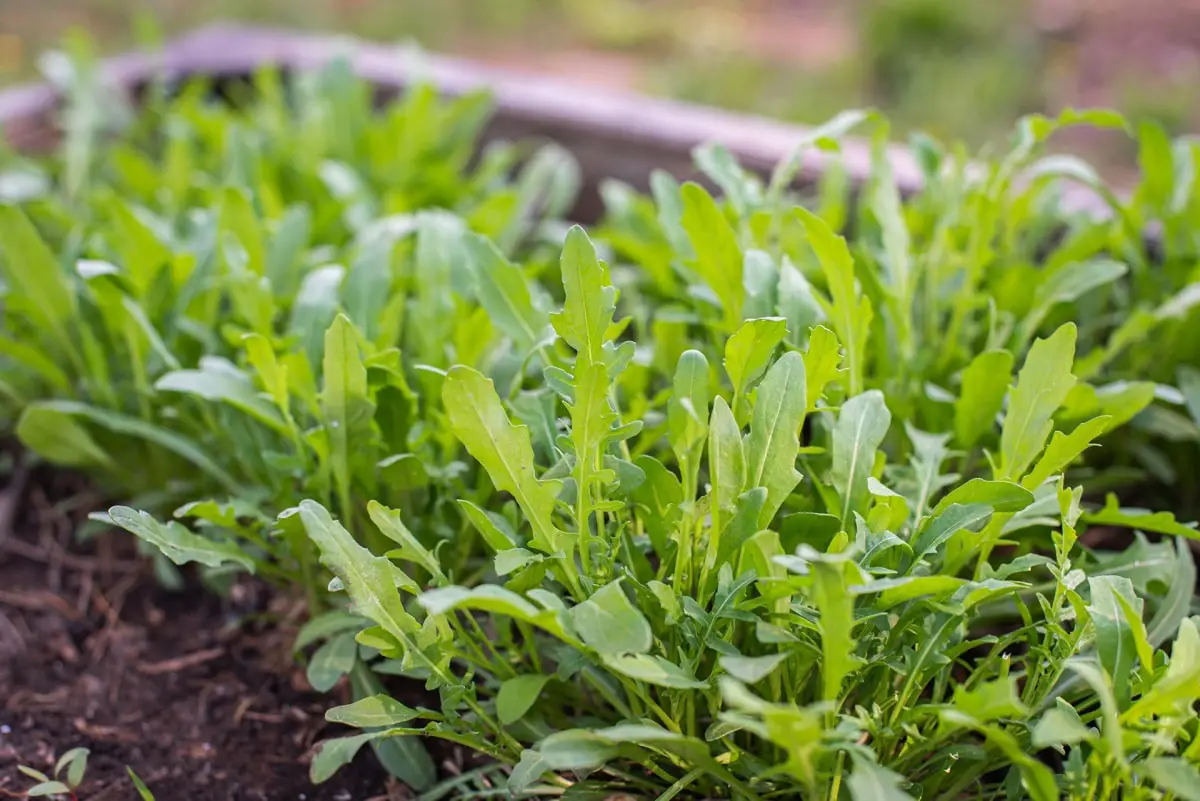 When to Plant Arugula: Top Tips and Tricks