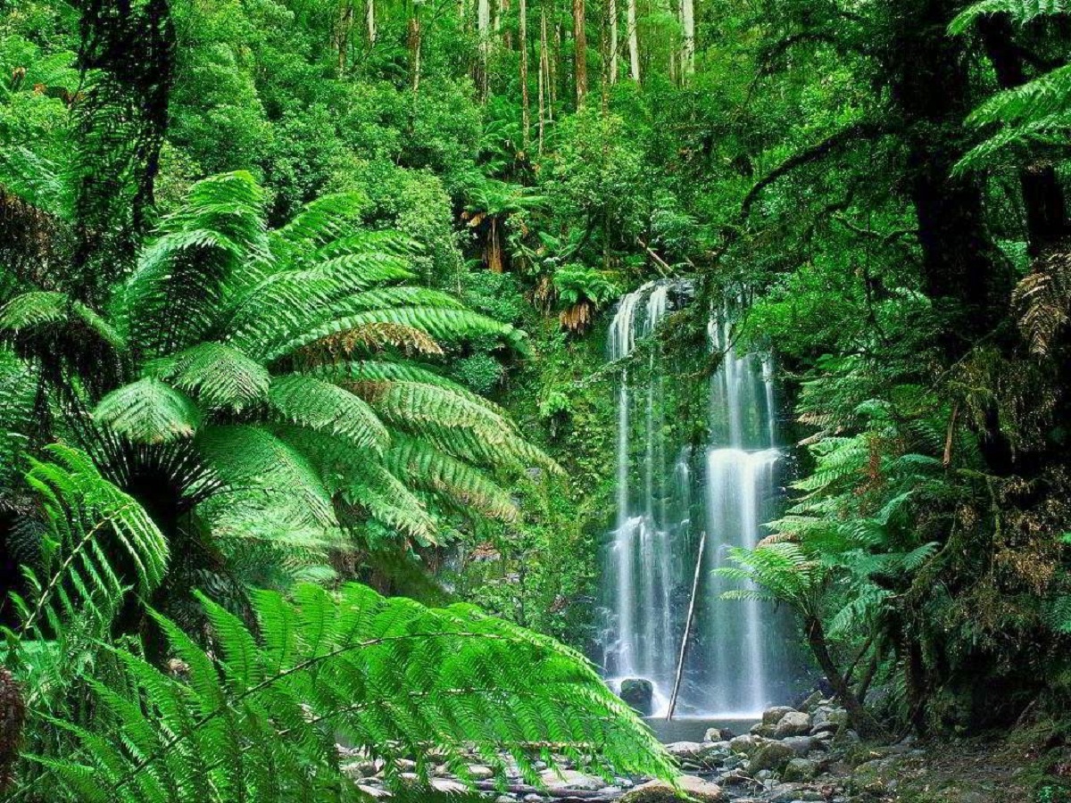 Tropical forest: characteristics, climate, flora and fauna