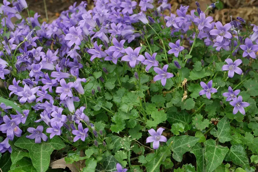 Characteristics, care and uses of Campanula portenschlagiana