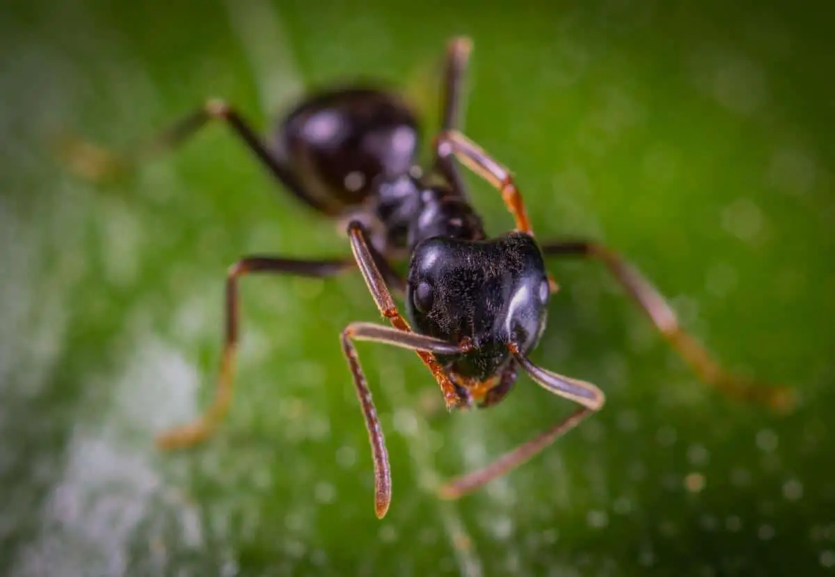 How to get rid of ants from plants