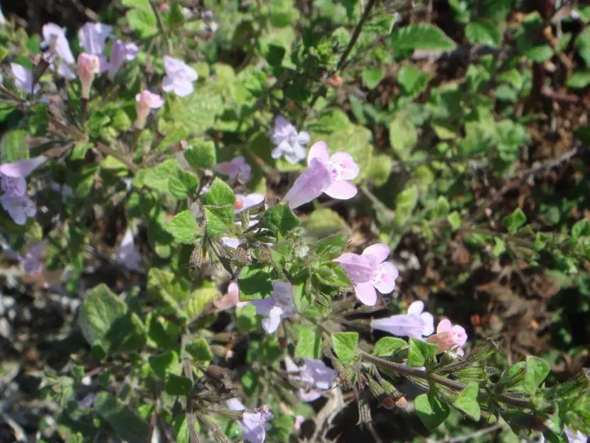 How is Calamintha sylvatica cared for and what is it like?