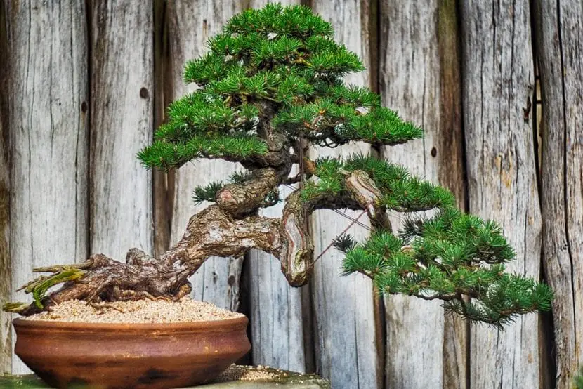 What types of bonsai are there?