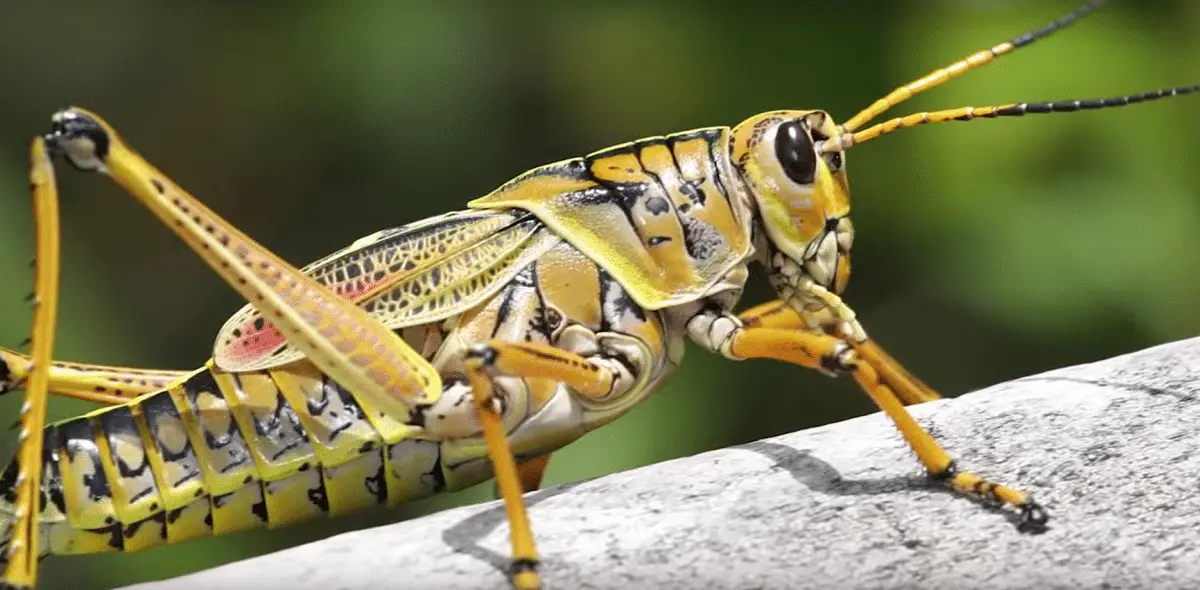 How to repel grasshoppers | Gardening On