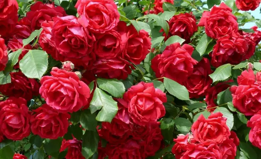 Main diseases that affect rose bushes