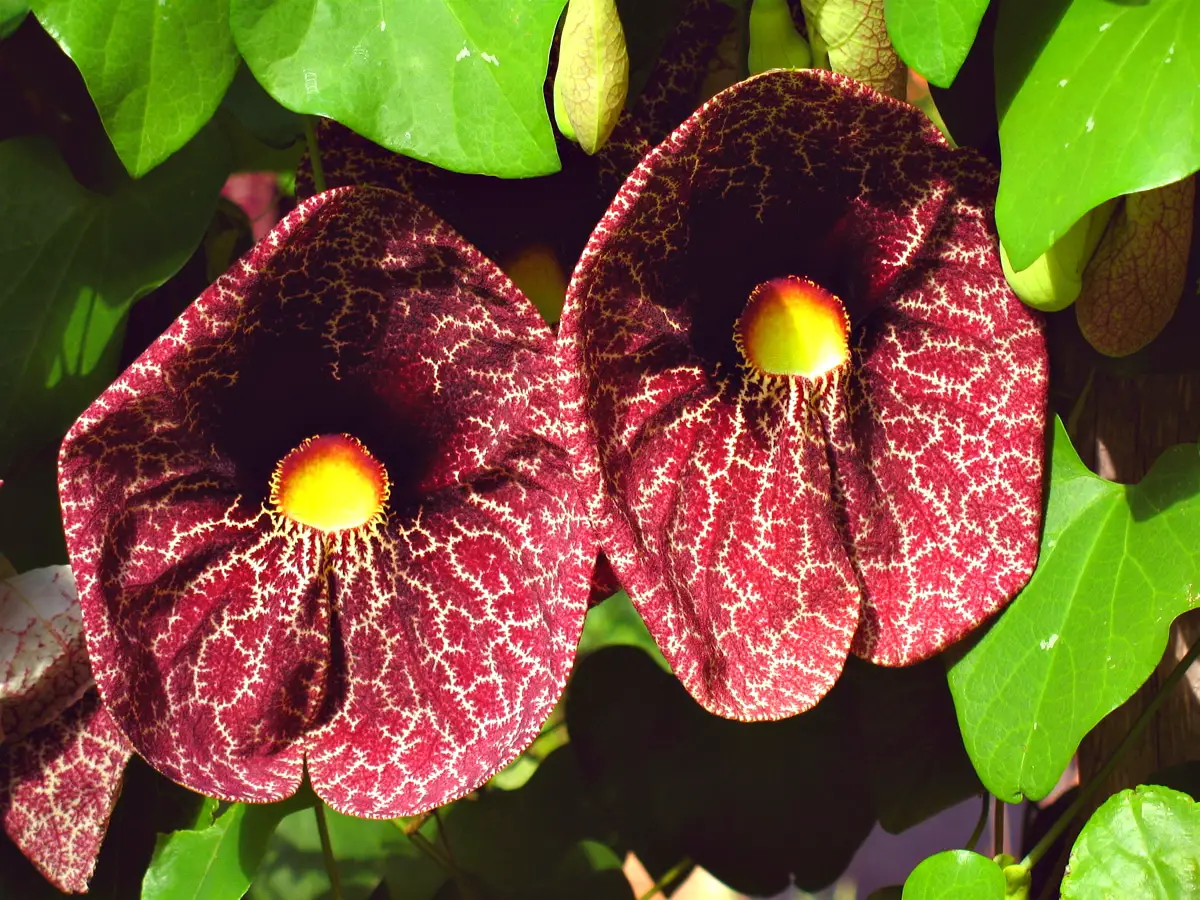 All about the Aristolochia | Gardening On