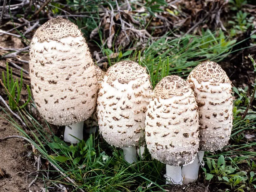 Everything you need to know about the Coprinus comatus mushroom