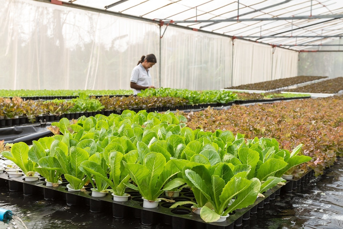 What is the aquaponics system? Everything you need to know