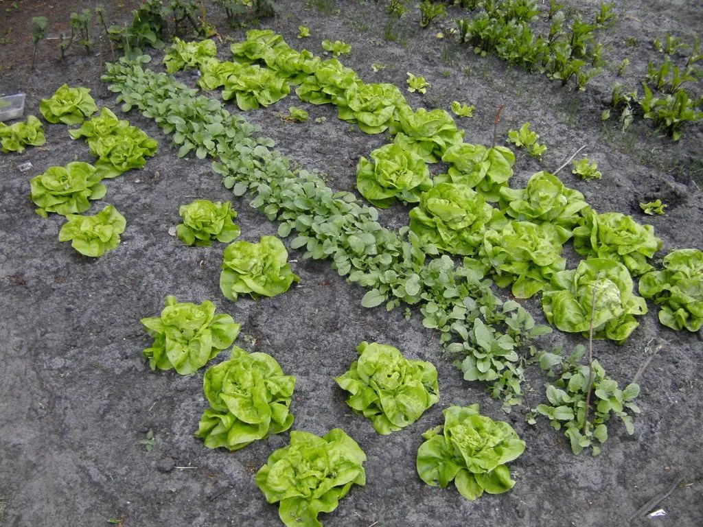 When and how to plant lettuce?