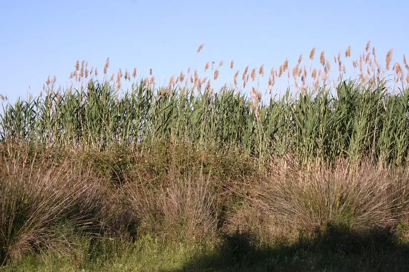 Characteristics, cultivation and curiosities of the common cane (Arundo donax)