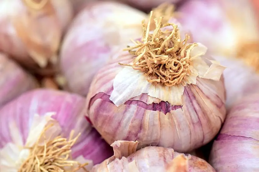 Garlic and its cultivation | Gardening On