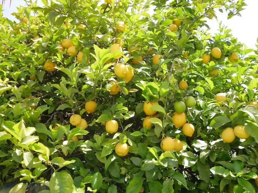 How to choose citrus compost?