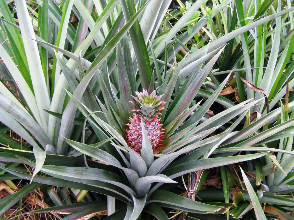 How to plant a pineapple: when and where to plant it