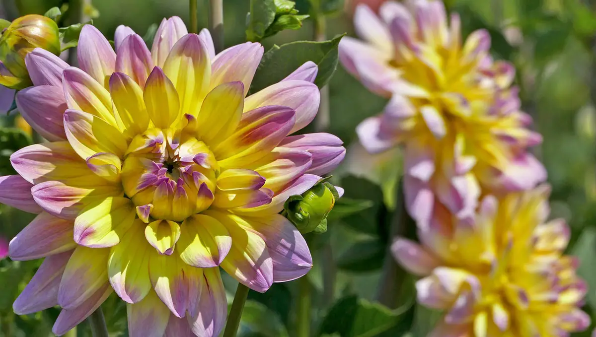 3 plants with large flowers: Dahlia, Delphinium and Oriental Lily