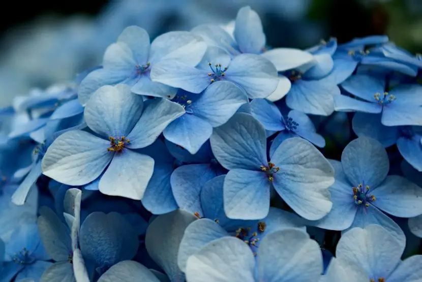 4 blue flowers for garden or terrace