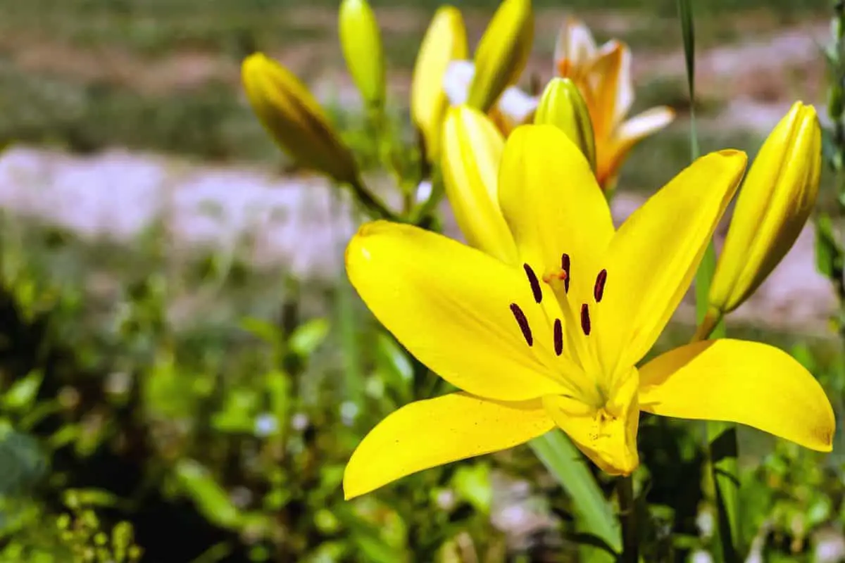 7 kinds of lilies and their care
