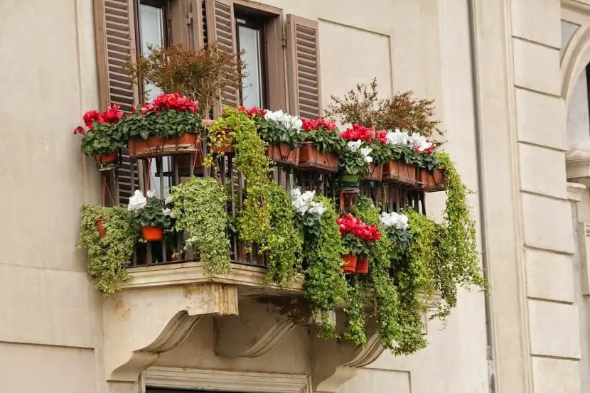 8 Beautiful Balcony Flowers Suitable For Beginners