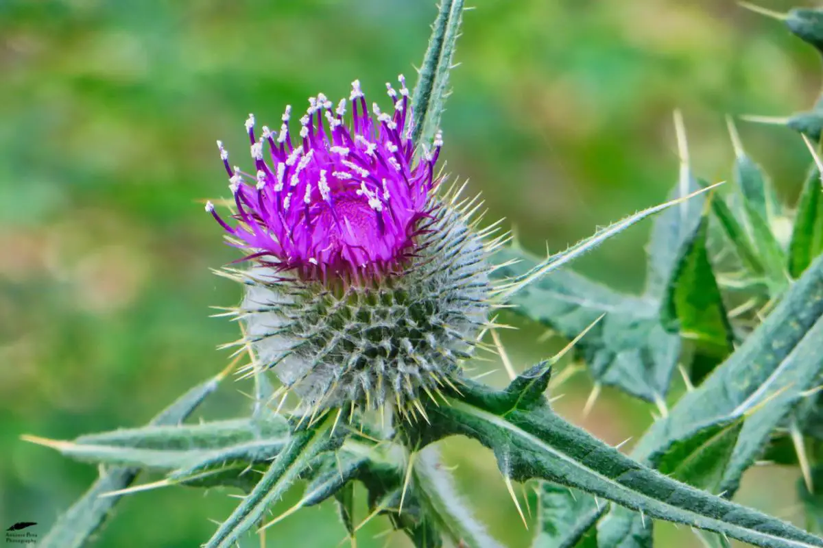 8 types of ornamental thistles for gardens or terraces
