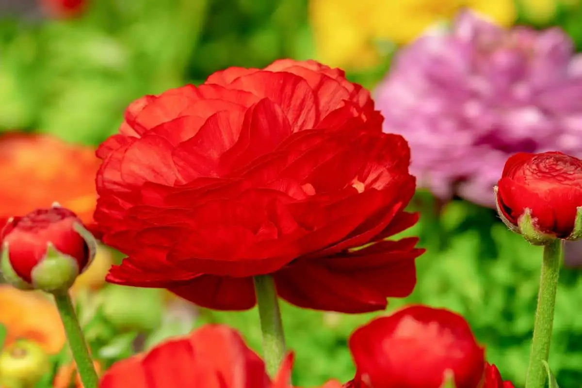 9 types of Ranunculus and their main care