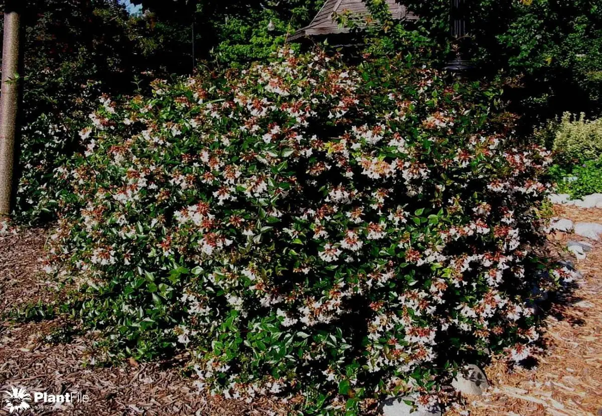 Abelia grandiflora care: watering, climate and maintenance