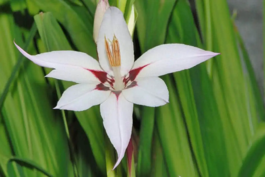 Abyssinian Gladiolus Care | Gardening On