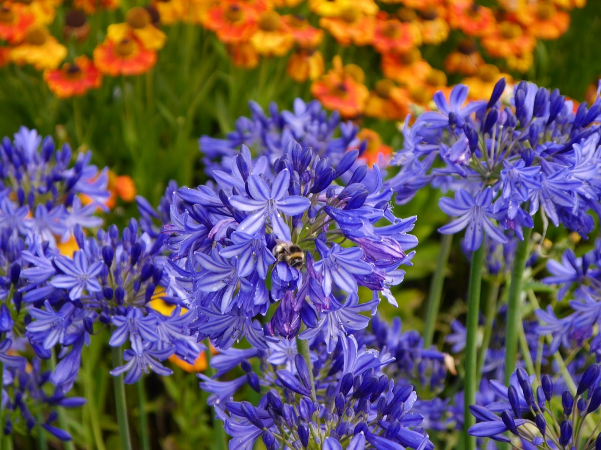 Agapanthus care: the best tips and tricks