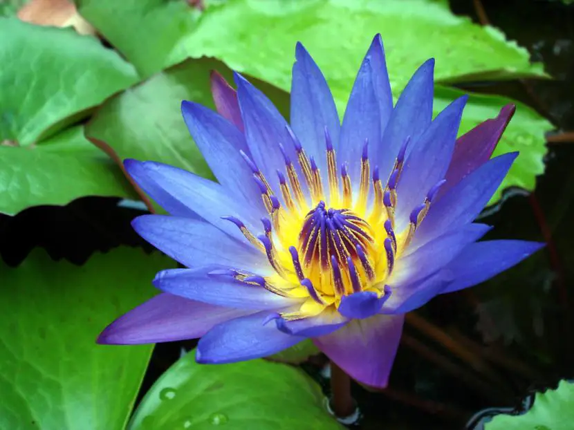 All about the Blue Lotus of Egypt