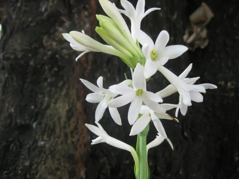 All about tuberose | Gardening On