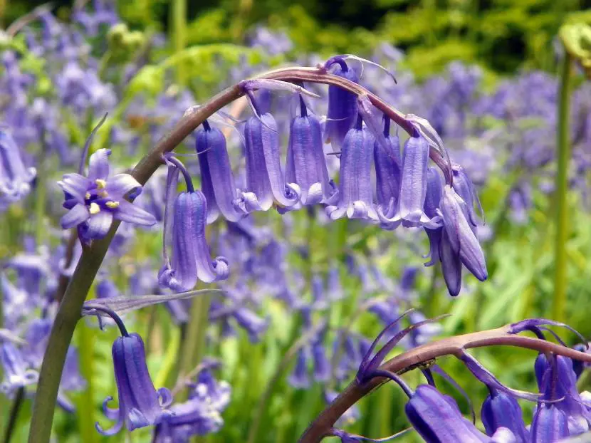 All about wild hyacinths | Gardening On