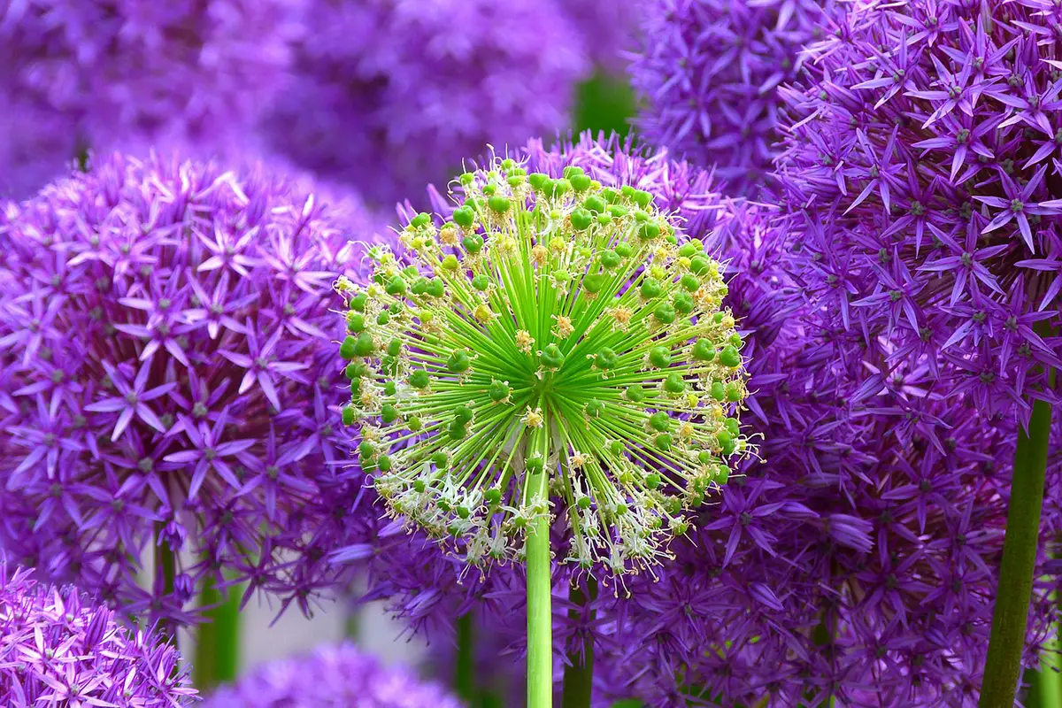 Allium giganteum: What is its flower, when to plant it and how to care for it