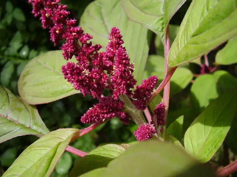 Amaranth, a beautiful and edible plant