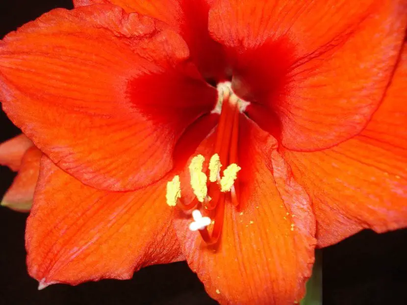 Amaryllis, the flower of summer