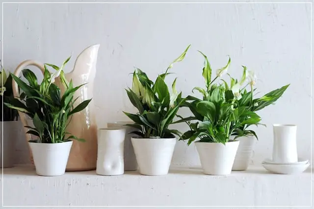 An indoor plant for every space in your home
